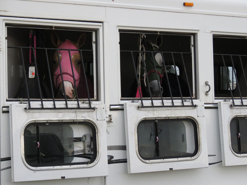 Horses in trailer